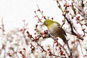 遺言書を発見したらどうする？